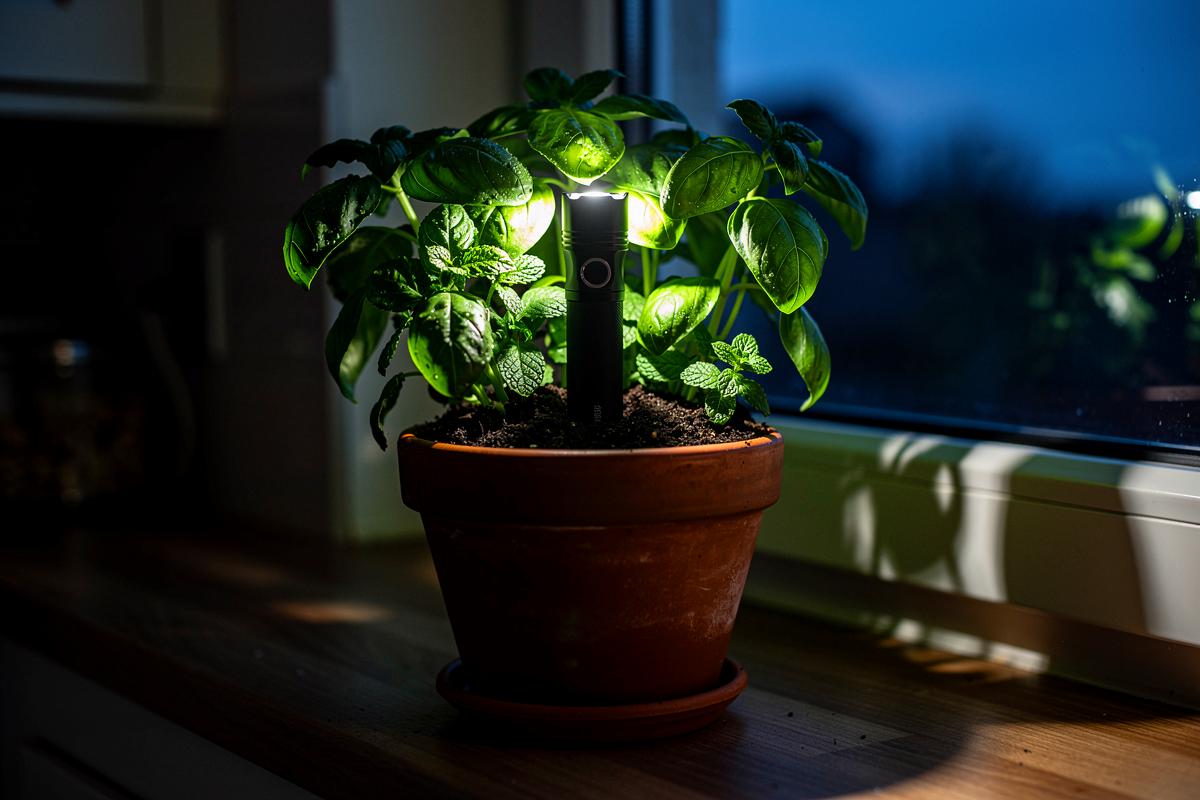 Coraz więcej ludzi wkłada latarki w doniczki ziołowe, ogrodnicy wyjaśniają dlaczego